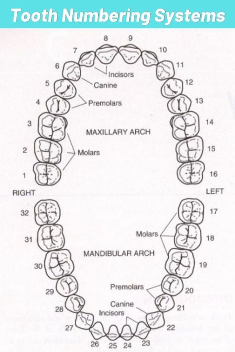 An adult human has 32 teeth in his mouth and these teeth are grouped as wisdom, morals, premolars, incisors, and canines. Click Our Pin to Learn Wisdom Teeth Numbers in Dental Tooth System Explained. Teeth Numbers, Teeth Diagram, Dental Assistant School, Tooth Extraction Aftercare, Dental Assistant Study, Dental Education, Tooth Chart, Dental Hygiene School, Dentistry Student