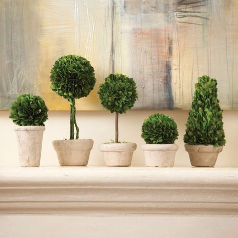 Boxwood Topiaries In Pots, Set Of 5 - On Sale - Bed Bath & Beyond - 33008390 Preserved Boxwood Topiary, English Boxwood, Preserved Boxwood, Pots Set, Boxwood Topiary, Construction Crafts, Topiaries, Faux Plants, Ceramic Pot