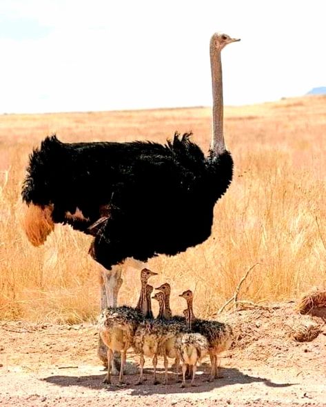 Baby Birds, Bird Pictures, African Animals, Emu, Animal Planet, Wild Birds, Nature Animals, Bird Lovers, 귀여운 동물