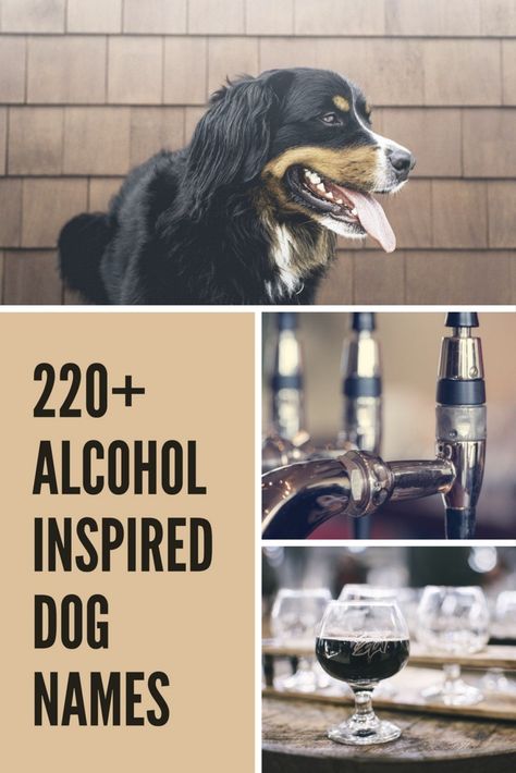 Got a new puppy and need a memorable name? Grab yourself a drink and check out this list of fun alcohol-inspired dog names! Boy Dog Names, Beer Names, Drink Names, Girl Dog Names, Female Dog Names, Dog Beer, Best Alcohol, Kitten Names, Havanese Dogs