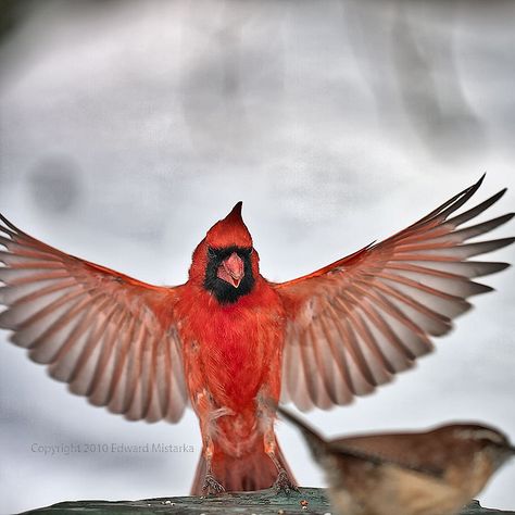 carolina+wren+tattoo | Northern cardinal male landing at feeding location | Flickr - Photo ... Cardinal Wings, Wings Inspiration, Cardinal Tattoos, Fashion Design Classes, Magical Nature, Jesus Girl, Northern Cardinal, Most Beautiful Birds, Bird Wings