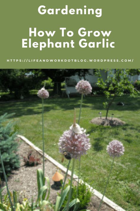 Garden And Yard - How To Grow Elephant Garlic Elephant Garlic, Roasted Garlic Recipe, Cooking Substitutions, Garlic Seeds, Garlic Olive Oil, Hobby Farm, Garlic Bulb, Garden Nursery, Blooming Plants