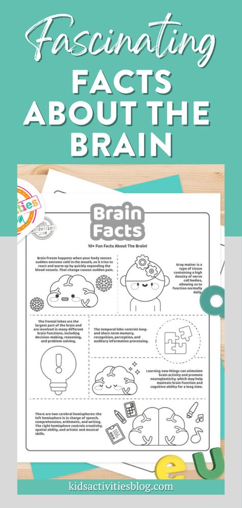 Fascinating Facts about the Brain. These fun facts about the brain are a great learning resource for kids, especially older kids, as well as adults that want to understand how the brain works. A human’s brain’s weight is about 3 pounds. The brain is about 60% fat; the remaining 40% combines water, protein, carbohydrates, and salts. Brain Board Ideas, Brain Crafts For Kids, Brain Homeschool Activities, Brain Activity For Kids, Different Parts Of The Brain, The Human Brain, Brain Activities For Kids, Brain Exercises For Kids, Right Brain Activities Kids