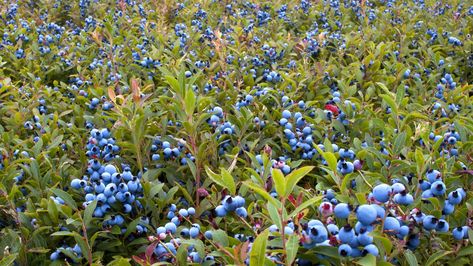 Blue Crab | Saveur Perfect Hamburger, Blueberry Wine, Flower Dance, Fruit Wine, Growing Grapes, Wild Blueberries, Organic Herbs, Organic Farming, Wine Making