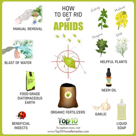 how to get rid of aphids Aphids On Roses, Get Rid Of Aphids, Diatomaceous Earth Food Grade, Top 10 Home Remedies, Plant Pests, Neem Oil, Diy Cans, Diatomaceous Earth, Tomato Plants