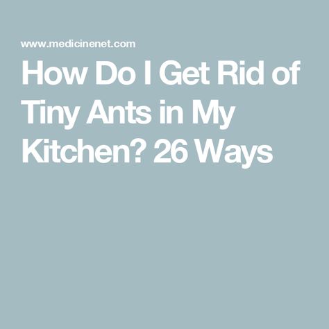 How Do I Get Rid of Tiny Ants in My Kitchen? 26 Ways Tiny Ants Get Rid Of, How To Get Rid Of Tiny Ants In Kitchen, How To Get Rid Of Ants In The Kitchen, Home Remedies For Ants, Ant Remedies, Kitchen Ants, Sugar Ants, Tiny Ants, Ants In House