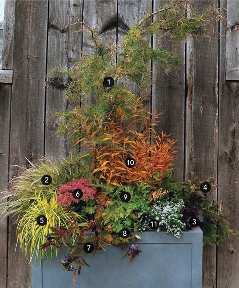 Planting Plan for a Dynamic Four-Season Woodland Container Design - FineGardening Weeping Larch, Evergreen Container, Pot Arrangements, Moss Phlox, Winter Container Gardening, Winter Planters, Autumn Fern, Container Garden Ideas, Red Clock