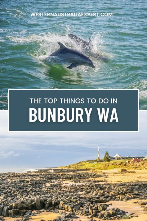 If you're visiting Bunbury, Western Australia, and looking for some fun activities, here are a couple of suggestions: Take a stroll along the beautiful Back Beach. Visit the Dolphin Discovery Centre and get up close and personal with these amazing creatures. There's so much to see and do in Bunbury, find out more in our guide. #BunburyWA #ExploreWesternAustralia #TravelAustralia Bunbury Australia, Western Australia Travel, Business Ownership, Up Close And Personal, Coral Reefs, Google Reviews, Local Travel, Local Guide, Australia Travel