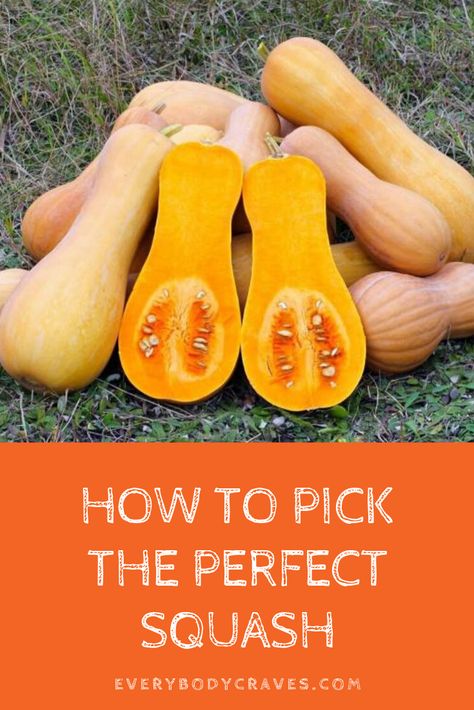 Growing Butternut Squash, Squash Growing, Unripe Avocado, Baby Squash, Potato Planters, Winter Squash Recipes, Yellow Zucchini, Fall Vegetables, Yellow Squash