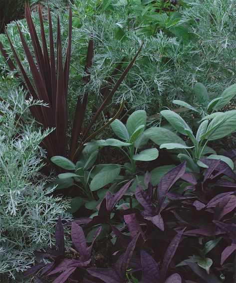 Plants That Like Sun, Black Plants, Black Mondo Grass, Dark Garden, Silver Plant, Goth Garden, Tropical Garden Design, Gothic Garden, Black Garden