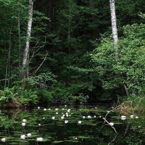 Parts Of A Plant, Season Of The Witch, Lake Forest, Paradise Island, Light Summer, Exotic Plants, Environmental Art, Enchanted Forest, Water Lilies