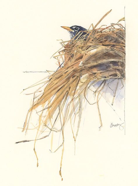 Watercolor Bird Nest Paintings, Birds Nest Drawing, Bird Nest Art, Nest Painting, Bird Nests Art, Paintings Of Birds, Bird Nest Painting, Watercolour Birds, Nature Exploration