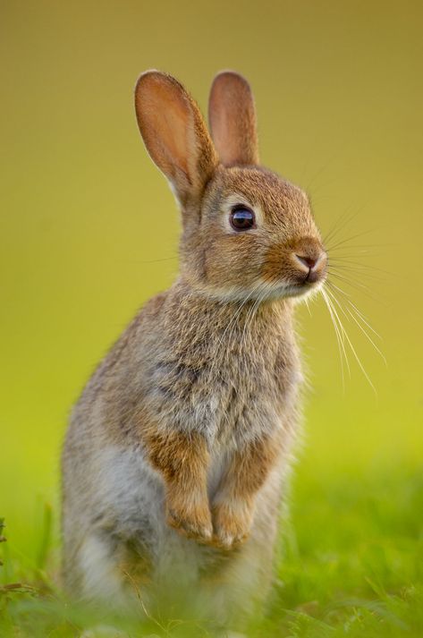 "Now I really had wild animals to talk to as friends. They were different from domestic (rabbits). They were more sure of themselves, more independent, and far more clever."  --The Backyard Zoo by Daniel Mannix, now in eBook $6.99 http://www.enetpress.com/books Wild Bunny, Young Rabbit, Wild Rabbit, Bunny Pictures, Animal Photo, Woodland Animals, 귀여운 동물, Cute Bunny, Animals Friends