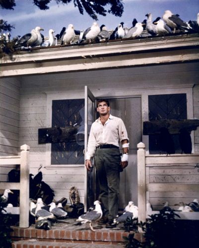 The Birds (1963) The Birds Movie, Rod Taylor, Alfred Hitchcock The Birds, Alfred Hitchcock Movies, Hitchcock Film, Australian Actors, The Time Machine, Love Film, Thriller Movies