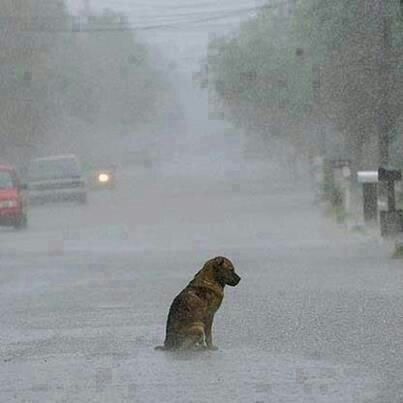 An incredibly sad photo....Why is this dog sitting in the middle of a street in the rain? Does anyone know the story? Funny Animal Clips, Dog Shaking, Post Animal, Husky Lover, Street Dogs, Funny Animal Photos, Old Dogs, Animals Of The World, Animal Photo