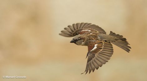 Sparrow In Flight, Sparrow Tattoo, Song Sparrow, House Sparrow, Sparrows, In Flight, Animated Gifs, Birds In Flight, Images Photos