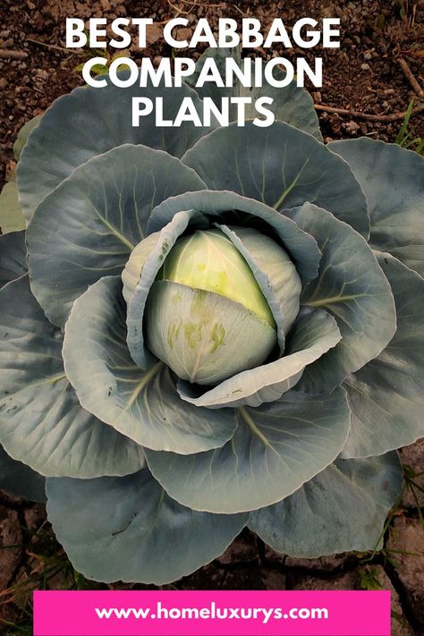 Growing Cabbage, Planting A Garden, Cabbage Plant, Companion Gardening, Growing Blueberries, Watermelon Plant, Garden Companion Planting, Cabbage Worms, Growing Cucumbers