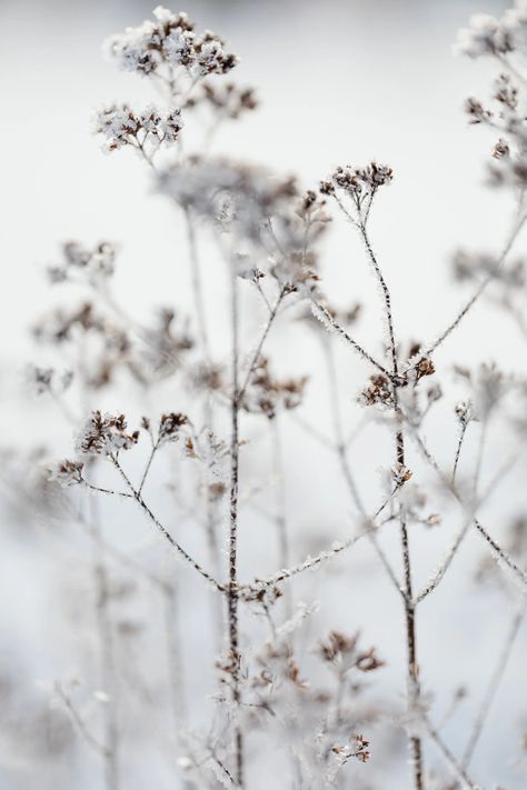 Free stock photo of branch, cold, color Frost Flowers, Fall Garden, Winter Light, Creative Block, Winter Beauty, Soft Focus, Adobe Photoshop Lightroom, Winter Aesthetic, Fall Wallpaper