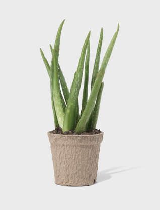 Aloe Vera 4 Potted Aloe Vera Plant, Propagate Aloe, Aloe Vera Plant Care, Potted Aloe Vera, Aloe Barbadensis Miller, Plant Watering Can, Arabian Peninsula, Plant Parent, Chinese Money Plant