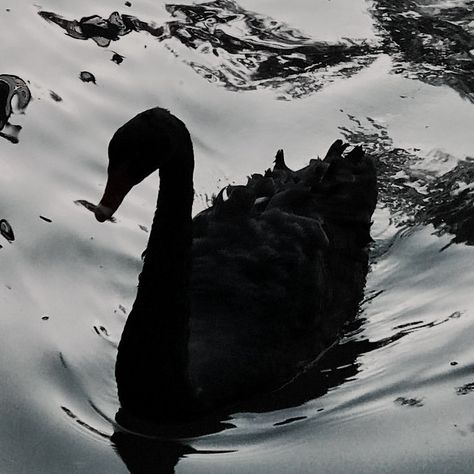 Black Swan Energy, Black And White Swan Aesthetic, Black Swan Aesthetic Wallpaper, Swan Black And White, Black Swan Animal, Black Swan Wallpaper, Black Swan Art, Black Swan Aesthetic, Deadly Nightshade