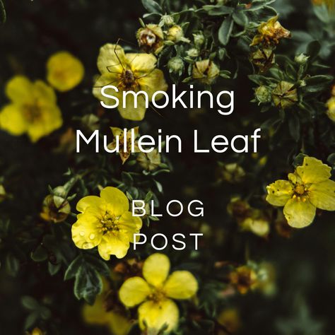 Smoking Mullein Leaf — Zhi Herbals Mullen Leaf Benefits, Mullein Leaf Benefits, Herbal Benefits, Mullein Leaf, Lotus Tea, Bulk Herbs, Respiratory Health, Respiratory System, Tea Blends