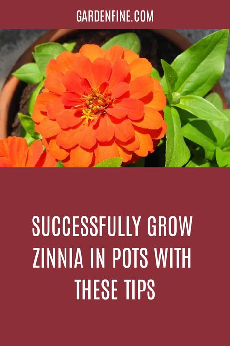 How To Harvest Zinnia Seeds, Zinnia Companion Plants, When To Plant Zinnia Seeds, Queen Red Lime Zinnia, Queen Lime Orange Zinnia, Peat Moss, Tall Plants, Ceramic Pots, Organic Matter