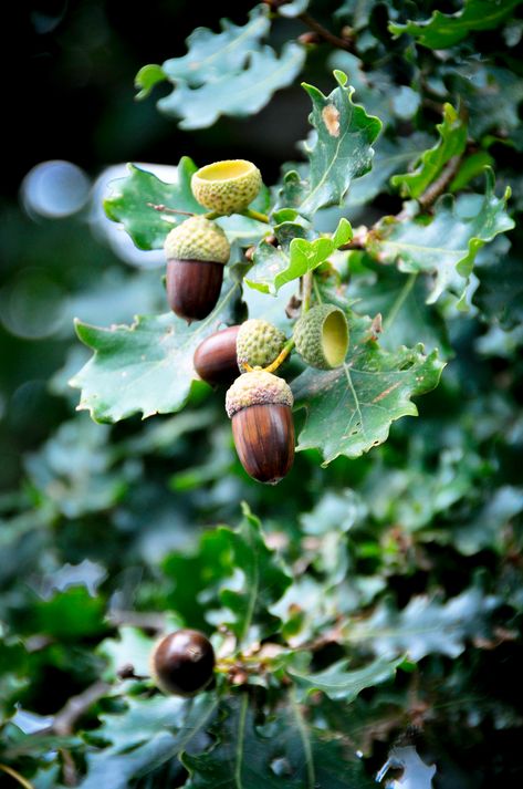 Oak Leaf Aesthetic, Fungi On Trees, Oak Tree Forest, Acorn Aesthetic, October Sketchbook, Autumn Foraging, Oak Aesthetic, David Bird, Oak Tree Leaves