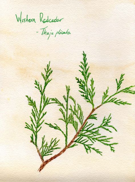 western red cedar is the plan. Cedar Botanical Illustration, River Drawing, Tattoo 2023, Tree Study, Botanical Drawing, Leaf Photography, Mean Green, Cedar Trees, Tree Illustration