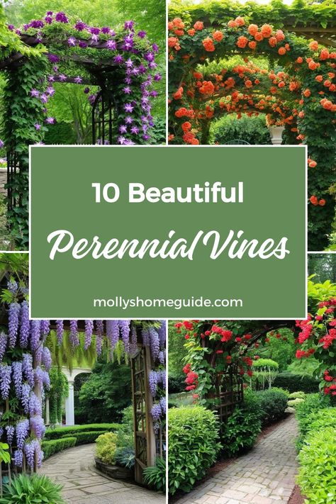 Discover the beauty of perennial vines and add year-round interest to your garden with these best selections. From sweet autumn clematis to trumpet vine, explore unique types of vines that provide stunning blooms and foliage. Whether you have a sunny spot or shady area, there are fast-growing climbing plants suited for every corner of your garden. Transform any space into a lush oasis with these top picks for perennial flowering vines, perfect for creating vertical interest and bringing nature c Climbing Flowers Trellis, Types Of Vines, Perennial Flowering Vines, Vining Flowers, Clematis Armandii, Climbing Clematis, Fast Growing Vines, Sweet Autumn Clematis, Autumn Clematis