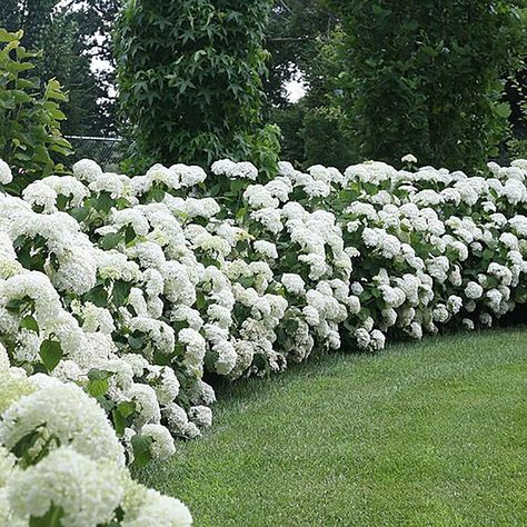 17 Dreamy Hydrangea Gardens That Are Giving Us Major Inspiration Hydrangea Flower Bed, Hedges Landscaping, Incrediball Hydrangea, Hydrangea Landscaping, Hydrangea Arborescens, Exquisite Gardens, Hydrangea Care, Hydrangea Garden, Front Landscaping