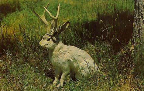 The Fabulous JACKALOPE of North America Jackalopes are the rarest animals in North America. A cross between a now extinct small deer and a species of rabbit, they are extremely shy and wild. They possess the ability to mimic and their cries often sound human and tuneful. Probably from hearing cowboy songs on the lonely nite watch. None have ever been captured alive and this is a rare photo taken at their feeding grounds in the high country. Pencil, White