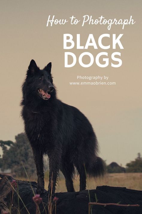 Black dogs can be very difficult to photograph unless you know how. Here are my tips for getting super portraits of black dogs (and any other black animal) using natural light. #blackdogs #photography #learnphotography #dogphotos #dogart #diyhomedecor #diygifts #photogifts #handmadegifts #homemadegifts #dogs #diydogstuff Black Puppy Photoshoot Ideas, Black Dog Photography Ideas, Black Dog Photography, Studio Pet Photography, Dog Photoshoot Ideas, All Black Dog, Pet Photography Poses, Dog Portrait Photography, Dog Foto