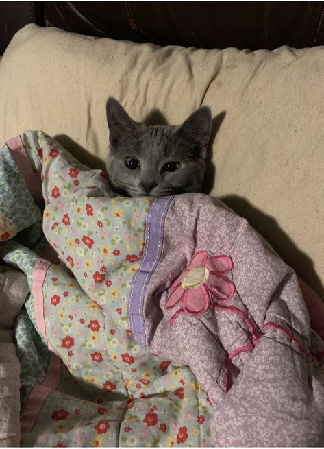 Tucked in for bed. Dog Tucked In Bed, Cat Tucked In Bed, Cats In Bed, Cat In Bed, Sleepy Cats, Soft Kitty Warm Kitty, Morning Cat, Cat Tags, Sleepy Cat