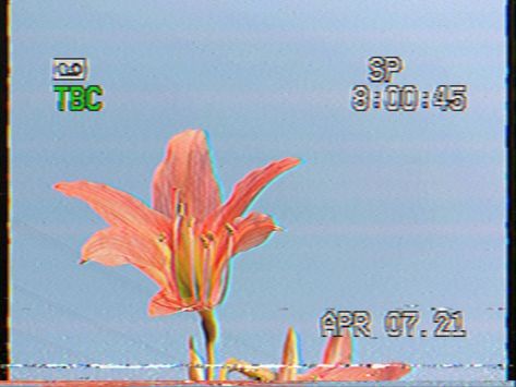 A flower shot on Retro VHS Tape 📼. Vhs Tape Aesthetic, Tape Aesthetic, Film Lighting, Vhs Aesthetic, Light Breakfast, Vhs Tapes, Vhs Tape, Air Brush, Beauty Shots