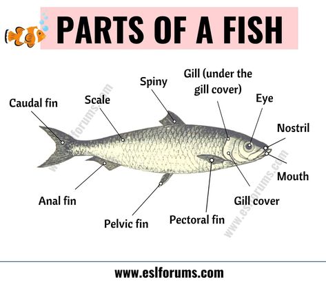 FISH Anatomy: Different Parts of a Fish with ESL Picture! - ESL Forums Parts Of A Fish, Fish Infographic, Fish Anatomy, Fish Chart, Animals Name In English, Animal Body Parts, Learning English For Kids, Animal Anatomy, English Lessons For Kids