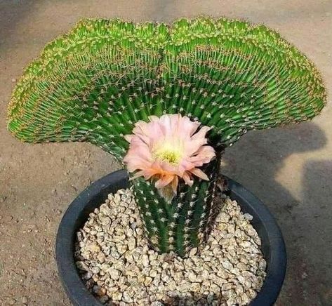 Learn how to grow cactus plants indoors at https://www.houseplant411.com/houseplant/how-to-grow-an-indoor-cactus-plant-care-guide Types Of Cactus Plants, Indoor Cactus Plants, Blooming Succulents, Cactus House Plants, Flowering Succulents, Indoor Cactus, Weird Plants, Blooming Cactus, Cactus Types