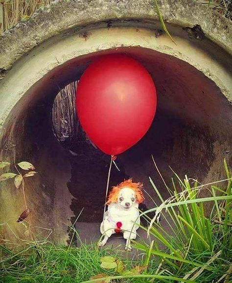 Spooky Memes, Horror Movies Funny, Pennywise The Dancing Clown, It The Clown Movie, I'm A Loser, Weird Images, Funny Horror, Movie Memes, Funny Animal Memes