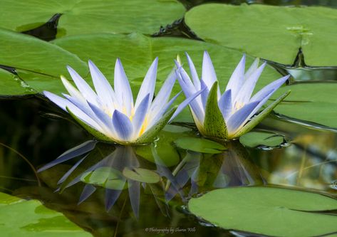 Nymphaea Lotus, Nymphaea Caerulea, Green Tara Mantra, Azza Fahmy, Plants Wishlist, Lotus Plant, Blue Lotus Flower, Areas Verdes, Blue Lily