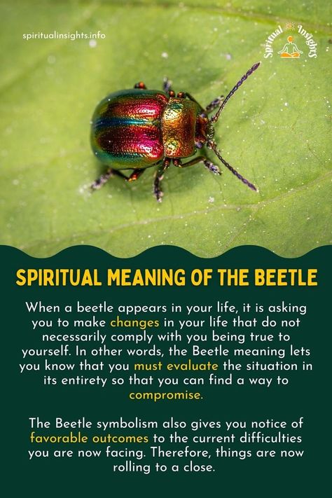 Spiritual Meaning of the Beetle Beetle Spiritual Meaning, Spirit Animal Meaning, Animal Meanings, Green Beetle, Spiritual Animal, Animal Spirit Guides, The Beetle, Nostalgic Art, Animal Symbolism