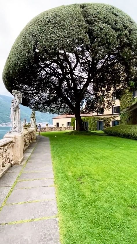 travelsfervor on Instagram: Umbrella tree 🌳 How impressive is this holm oak? Known as the umbrella tree. Once a year two gardeners climb up into its crown on ladders,… Picture Of Umbrella, Holm Oak, Umbrella Tree, Pretty Trees, Dream House Exterior, Oak Tree, Beautiful Tree, Nature Pictures, Garden Art