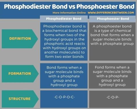 Difference Between Phosphodiester Bond and Phosphoester Bond 2 Phosphodiester Bond, Hydrogen Atom, Dna Molecule, Covalent Bonding, Chemical Bond, Nucleic Acid, Biology Notes, Chemical Reactions, Biology