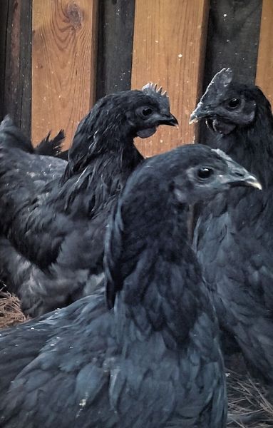 Ayam Cemani chickens are uncommon and relatively modern breed of chicken from Indonesia. They have dominant gene that causes hyperpigmentation, making the chicken entirely black; including feathers, beak, and internal organs. Ayam Cemani Chicken, Cemani Chicken, Ayam Cemani, Fancy Chickens, Goth Garden, Black Chickens, Happy Farm, Keeping Chickens, Chicken Breeds