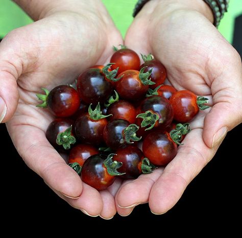 tomato_blue_boar_berries Purple Cherry Tomatoes, Hillside Orchard, Greenhouse Tomatoes, Early Girl Tomatoes, Italian Heirloom Tomato, Tomato Heirloom, Creative Garden Decor, Tomato Seedlings, Unique Vegetables