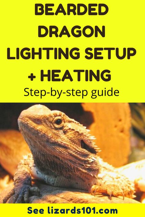 Bearded Dragon Lighting Set Up, Bearded Dragon Basking Platform Diy, Bearded Dragon Terrarium Setup, Bearded Dragon Lighting, Bearded Dragon Tank Setup, Bearded Dragon Setup, Breaded Dragon, Bearded Dragon Terrarium Ideas, Odd Animals