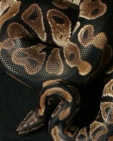 Hisssss…..🐍✨ . . . #shapeshifter #livelouder #shapeshifter #1716 #python #panthera #888 Brown Snake Aesthetic, Cardan Greenbriar, Snake Wallpaper, 4 By 4, Toyota 4x4, Toyota 4, Kill Switch, Ball Python, Holly Black