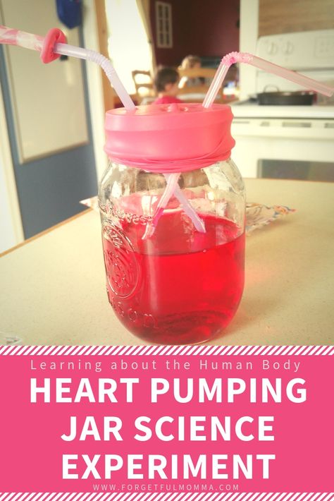 Heart Pumping Human Body Science Experiment - Forgetful Momma Human Body Projects, Science Experiment For Kids, Body Science, Body Preschool, Human Body Science, Human Body Activities, Experiment For Kids, Human Body Unit, Kid Science