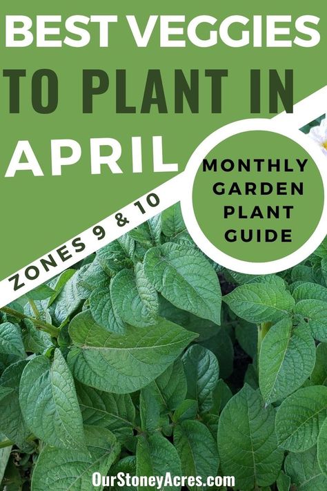 Do you know what to plant in April? This planting guide for vegetables will help you see what you can plant in your garden now. This spring planting list will let you know what you can plant by transplant or by seed. Planting in April is great because you have a variety of vegetables to grow. Learn more about vegetable gardening, planting vegetables and so much more. Planting Guide For Vegetables, What To Plant In April, Growing Green Beans, Seed Planting, Tips For Growing Tomatoes, Front Flower Beds, Vegetables To Grow, Gardening Planting, Spring Planting