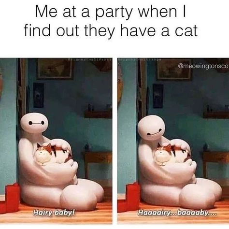 Me at a party when I find / funniest cat memes, funny cats, funny cat pictures, #catmeme #catmemes, #catmemedaily #catmemesdaily, cat memes daily, cat life, #catlife, cat daily, #catdaily #cats_of_world Hair Plopping, Katt Grejer, Magnum Opus, Funny Animal Jokes, Very Funny Pictures, Cute Memes, Animal Jokes, Funny Cute Cats, Grumpy Cat