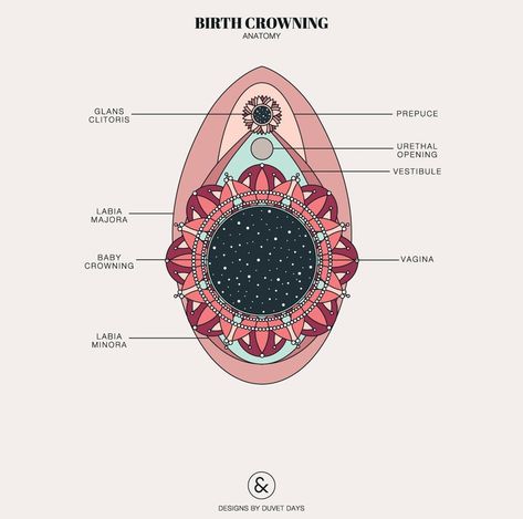 Menstrual Art, Pelvis Anatomy, Lung Anatomy, Pregnancy Illustration, Birth Education, Student Midwife, Ikea Frame, Birth Art, Acupressure Therapy