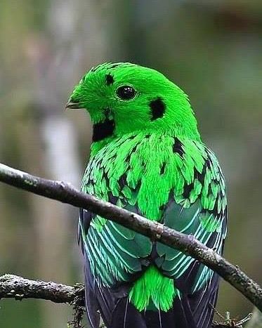 Exotic Birds Photography, Bird Printables, Paint Birds, Bird Kite, Birds Photography, Amazing Birds, Most Beautiful Birds, Rare Birds, All Birds